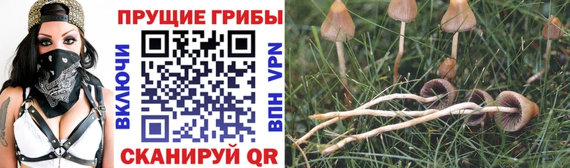 маркетплейс официальный сайт купить цена Макушино Галлюциногенные грибы мухоморы